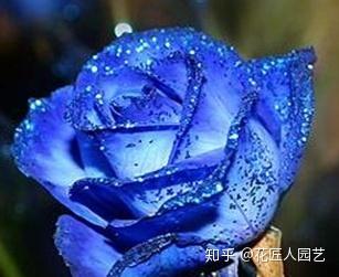 爆料蓝色妖姬视频大全最新,最新视频大全大揭秘  第2张